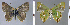  ( - CF-LYC-953)  @11 [ ] CreativeCommons - Attribution Non-Commercial Share-Alike (2019) C. FAYNEL MNHN, Paris