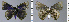  ( - CF-LYC-967)  @11 [ ] CreativeCommons - Attribution Non-Commercial Share-Alike (2019) C. FAYNEL MNHN, Paris