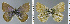  ( - CF-LYC-995)  @11 [ ] CreativeCommons - Attribution Non-Commercial Share-Alike (2019) C. FAYNEL MNHN, Paris