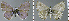  ( - CF-LYC-996)  @11 [ ] CreativeCommons - Attribution Non-Commercial Share-Alike (2019) C. FAYNEL MNHN, Paris