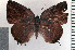  ( - CF-LYC-019)  @11 [ ] CreativeCommons - Attribution Non-Commercial Share-Alike (2011) C. FAYNEL MNHN, Paris