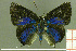  ( - CF-LYC-037)  @13 [ ] CreativeCommons - Attribution Non-Commercial Share-Alike (2011) C. FAYNEL MNHN, Paris
