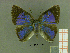  ( - CF-LYC-068)  @11 [ ] CreativeCommons - Attribution Non-Commercial Share-Alike (2011) C. FAYNEL MNHN, Paris