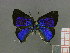  ( - CF-LYC-074)  @13 [ ] CreativeCommons - Attribution Non-Commercial Share-Alike (2011) C. FAYNEL MNHN, Paris