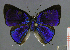  ( - CF-LYC-183)  @12 [ ] CreativeCommons - Attribution Non-Commercial Share-Alike (2012) C. FAYNEL MNHN, Paris
