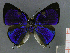  ( - CF-LYC-189)  @12 [ ] CreativeCommons - Attribution Non-Commercial Share-Alike (2012) C. FAYNEL MNHN, Paris