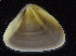 (Donax venustus - NMFD_MOL_041)  @11 [ ] CreativeCommons - Attribution Non-Commercial Share-Alike (2014) A. B. Williams NIOMR
