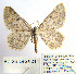  ( - BC_SB_Lep_0014)  @14 [ ] CreativeCommons - Attribution (2010) Gergin Blagoev, Centre for Biodiversity Genomics Centre for Biodiversity Genomics