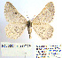  ( - BC_SB_Lep_0015)  @14 [ ] CreativeCommons - Attribution (2010) Gergin Blagoev, Centre for Biodiversity Genomics Centre for Biodiversity Genomics