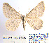  ( - BC_SB_Lep_0016)  @14 [ ] CreativeCommons - Attribution (2010) Gergin Blagoev, Centre for Biodiversity Genomics Centre for Biodiversity Genomics