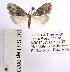  (Nola subchlamydula - BC_SB_Lep_0023)  @14 [ ] CreativeCommons - Attribution (2010) Gergin Blagoev, Centre for Biodiversity Genomics Centre for Biodiversity Genomics