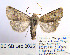  ( - BC_SB_Lep_0025)  @14 [ ] CreativeCommons - Attribution (2010) Gergin Blagoev, Centre for Biodiversity Genomics Centre for Biodiversity Genomics