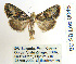  ( - BC_SB_Lep_0046)  @13 [ ] CreativeCommons - Attribution (2010) Gergin Blagoev, Centre for Biodiversity Genomics Centre for Biodiversity Genomics