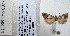  ( - BC_SB_Lep_0077)  @12 [ ] CreativeCommons - Attribution (2010) Gergin Blagoev, Centre for Biodiversity Genomics Centre for Biodiversity Genomics
