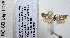  ( - BC_SB_Lep_0078)  @12 [ ] CreativeCommons - Attribution (2010) Gergin Blagoev, Centre for Biodiversity Genomics Centre for Biodiversity Genomics