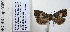  (Cydia sp. n - BC_SB_Lep_0080)  @13 [ ] CreativeCommons - Attribution (2010) Gergin Blagoev, Centre for Biodiversity Genomics Centre for Biodiversity Genomics
