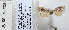  (Cnephasia sp - BC_SB_Lep_0084)  @13 [ ] CreativeCommons - Attribution (2010) Gergin Blagoev, Centre for Biodiversity Genomics Centre for Biodiversity Genomics
