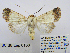  ( - BC_SB_Lep_0106)  @14 [ ] CreativeCommons - Attribution (2010) Gergin Blagoev, Centre for Biodiversity Genomics Centre for Biodiversity Genomics