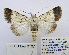  ( - BC_SB_Lep_0107)  @14 [ ] CreativeCommons - Attribution (2010) Gergin Blagoev, Centre for Biodiversity Genomics Centre for Biodiversity Genomics