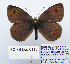  (Erebia cassioides kinoshitai - BC_SB_Lep_0115)  @13 [ ] CreativeCommons - Attribution (2010) Gergin Blagoev, Centre for Biodiversity Genomics Centre for Biodiversity Genomics