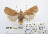  ( - BC_SB_Lep_0126)  @11 [ ] CreativeCommons - Attribution (2010) Gergin Blagoev, Centre for Biodiversity Genomics Centre for Biodiversity Genomics