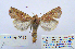  ( - BC_SB_Lep_0128)  @14 [ ] CreativeCommons - Attribution (2010) Gergin Blagoev, Centre for Biodiversity Genomics Centre for Biodiversity Genomics