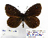  ( - BC_SB_Lep_0183)  @13 [ ] CreativeCommons - Attribution (2010) Gergin Blagoev, Centre for Biodiversity Genomics Centre for Biodiversity Genomics