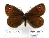  ( - BC_SB_Lep_0184)  @13 [ ] CreativeCommons - Attribution (2010) Gergin Blagoev, Centre for Biodiversity Genomics Centre for Biodiversity Genomics