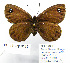  ( - BC_SB_Lep_0189)  @13 [ ] CreativeCommons - Attribution (2010) Gergin Blagoev, Centre for Biodiversity Genomics Centre for Biodiversity Genomics