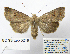  ( - BC_SB_Lep_0219)  @13 [ ] CreativeCommons - Attribution (2010) Gergin Blagoev, Centre for Biodiversity Genomics Centre for Biodiversity Genomics