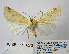  ( - BC_SB_Lep_0273)  @11 [ ] CreativeCommons - Attribution (2010) Gergin Blagoev, Centre for Biodiversity Genomics Centre for Biodiversity Genomics
