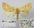  ( - BC_SB_Lep_0278)  @14 [ ] CreativeCommons - Attribution (2010) Gergin Blagoev, Centre for Biodiversity Genomics Centre for Biodiversity Genomics