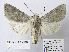  ( - BC_SB_Lep_0303)  @14 [ ] CreativeCommons - Attribution (2010) Gergin Blagoev, Centre for Biodiversity Genomics Centre for Biodiversity Genomics