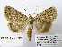  ( - BC_SB_Lep_0308)  @15 [ ] CreativeCommons - Attribution (2010) Gergin Blagoev, Centre for Biodiversity Genomics Centre for Biodiversity Genomics