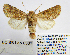  ( - BC_SB_Lep_0361)  @13 [ ] CreativeCommons - Attribution (2010) Gergin Blagoev, Centre for Biodiversity Genomics Centre for Biodiversity Genomics