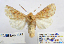  ( - BC_SB_Lep_0365)  @13 [ ] CreativeCommons - Attribution (2010) Gergin Blagoev, Centre for Biodiversity Genomics Centre for Biodiversity Genomics