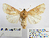  ( - BC_SB_Lep_0366)  @13 [ ] CreativeCommons - Attribution (2010) Gergin Blagoev, Centre for Biodiversity Genomics Centre for Biodiversity Genomics
