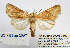 ( - BC_SB_Lep_0367)  @13 [ ] CreativeCommons - Attribution (2010) Gergin Blagoev, Centre for Biodiversity Genomics Centre for Biodiversity Genomics