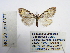  (Nola ronkayorum - BC_SB_Lep_0377)  @13 [ ] CreativeCommons - Attribution (2010) Gergin Blagoev, Centre for Biodiversity Genomics Centre for Biodiversity Genomics