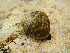  (Lunella undulata - NMSC_0003)  @11 [ ] Copyright  Steve Smith National Marine Science Centre