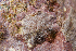  (Scutellastra chapmani - NMSC_0067)  @13 [ ] Copyright  Steve Smith National Marine Science Centre