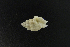  (Costellariidae - NMSC_0116)  @11 [ ] Copyright  Steve Smith National Marine Science Centre
