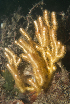  (Euplexauridae - NMSC_0133)  @11 [ ] Copyright  Steve Smith National Marine Science Centre