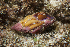  (Fasciolariidae - NMSC_0153)  @15 [ ] Copyright  Steve Smith National Marine Science Centre