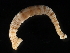  (Crangonobdella - HLC-26590)  @14 [ ] CreativeCommons - Attribution (2009) Unspecified Centre for Biodiversity Genomics