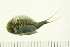  ( - HLC-26085)  @13 [ ] CreativeCommons - Attribution (2008) Unspecified Centre for Biodiversity Genomics