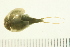  ( - HLC-26086)  @13 [ ] CreativeCommons - Attribution (2008) Unspecified Centre for Biodiversity Genomics