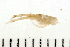  ( - HLC-26111)  @11 [ ] CreativeCommons - Attribution (2008) Unspecified Centre for Biodiversity Genomics