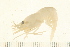  ( - HLC-25706)  @13 [ ] CreativeCommons - Attribution (2008) Unspecified Centre for Biodiversity Genomics