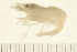  ( - HLC-25709)  @13 [ ] CreativeCommons - Attribution (2008) Unspecified Centre for Biodiversity Genomics